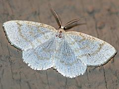 Yellow-dusted Cream Moth